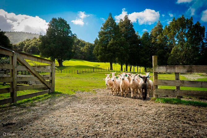 Sheep Shearing and Auckland City Highlights Tour with Lunch - Why this tour works for a first Auckland day