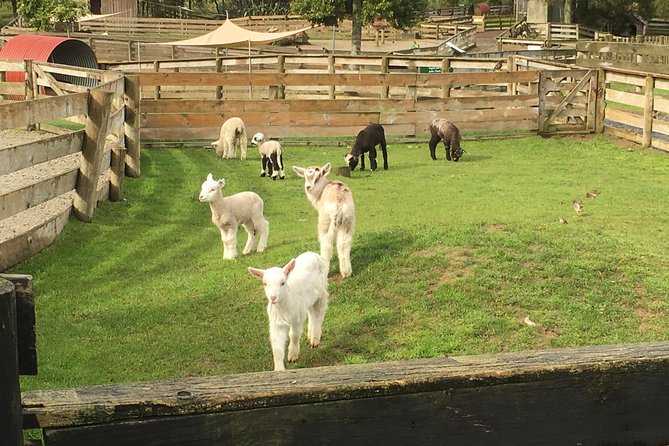 Sheep Shearing and Auckland City Highlights Tour with Lunch - Mission Bay, Saint Heliers, and the eastern coast
