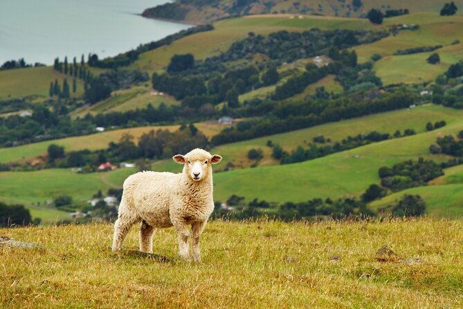 Sheep Shearing and Auckland City Highlights Tour with Lunch - Achilles Point and the Hauraki Gulf