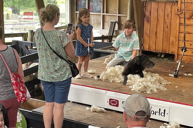 Sheep World Country Tour from Auckland - The important sheep-show scheduling warning
