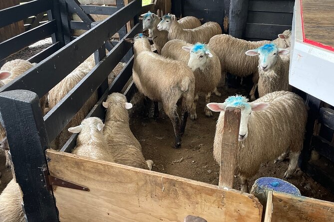 Sheep World Country Tour from Auckland - Guides make or break the day
