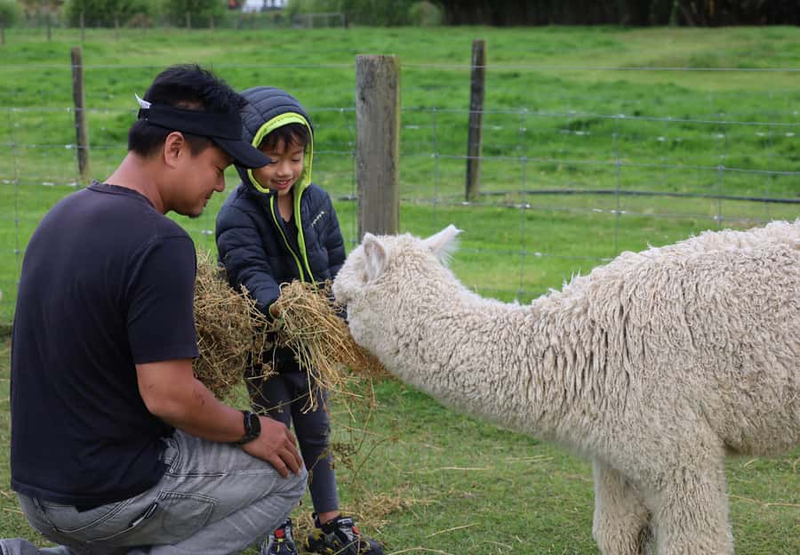Silverstream Alpaca Farm Tour with Feeding and Guide - Key points to know before you go