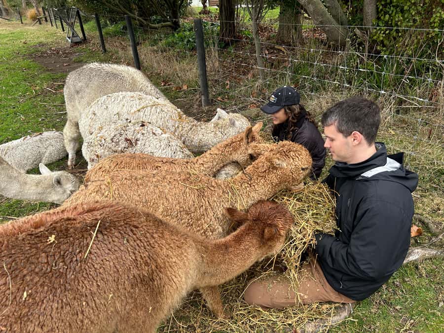 Silverstream Alpaca Farm Tour with Feeding and Guide - Why this small farm visit works so well