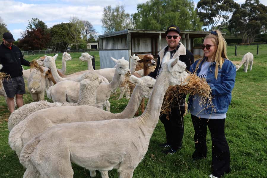 Silverstream Alpaca Farm Tour with Feeding and Guide - Feeding, touching, and photographing the alpacas