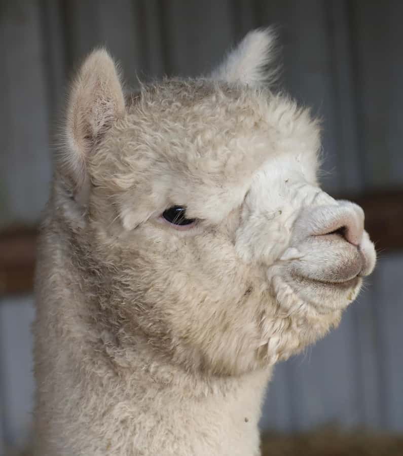 Silverstream Alpaca Farm Tour with Feeding and Guide - The shop and trophy room
