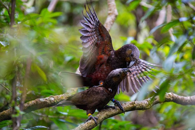 Small Group Daytime 2-Hour Eco Wildlife Tour at Zealandia - Key points to know before you book