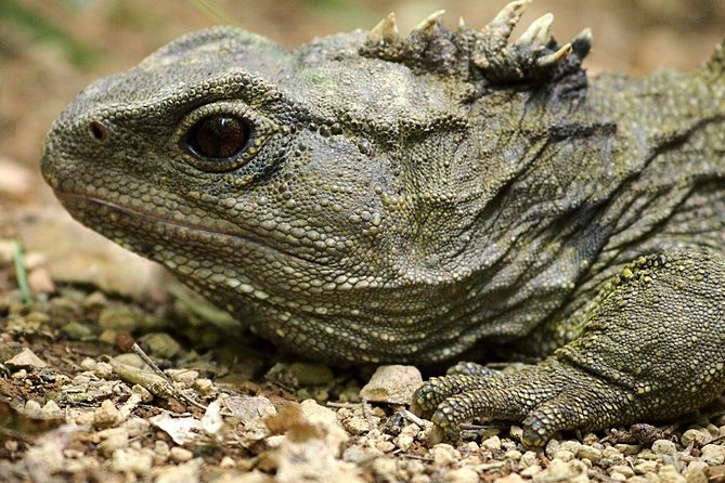 Small Group Daytime 2-Hour Eco Wildlife Tour at Zealandia - Why the small group matters