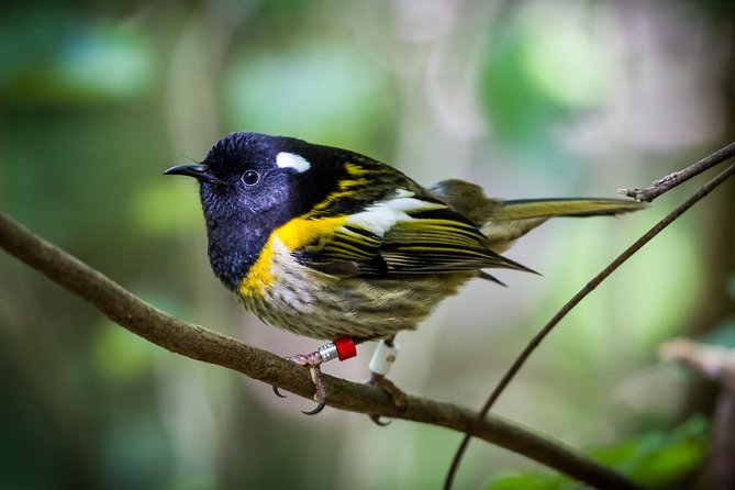 Small Group Daytime 2-Hour Eco Wildlife Tour at Zealandia - Is $43.44 good value for two hours?