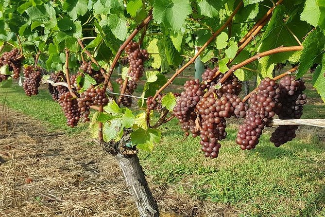 Small-Group Kumeu Wine Country Tour with Wine Tastings & Lunch - The best parts of this Kumeu afternoon