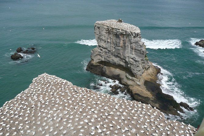 Small-Group Kumeu Wine Country Tour with Wine Tastings & Lunch - Muriwai Beach brings in the wild side