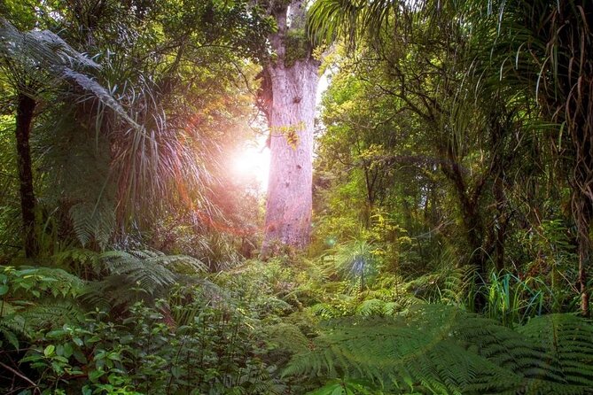 Small-Group Mystical Waipoua Forest Kauri Tour from Auckland - Key points to know before booking