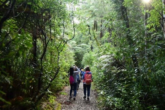 Small-Group Mystical Waipoua Forest Kauri Tour from Auckland - Why the Kauri Museum belongs before the forest