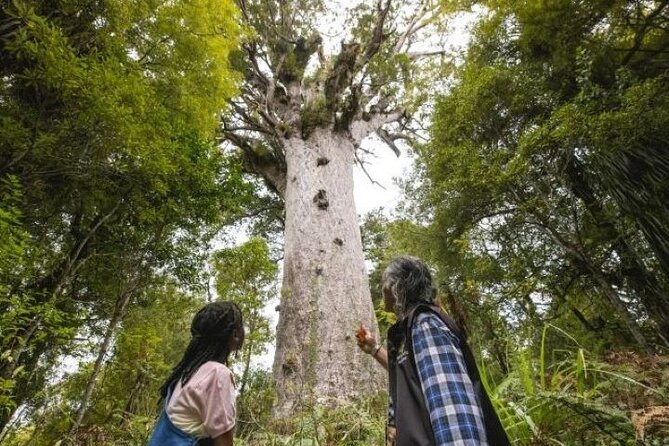 Small-Group Mystical Waipoua Forest Kauri Tour from Auckland - Meeting Tāne Mahuta, the Lord of the Forest