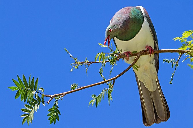 Solo Traveller Full Day Wine Gourmet and Scenic Delights Tour from Blenheim - The details that matter most