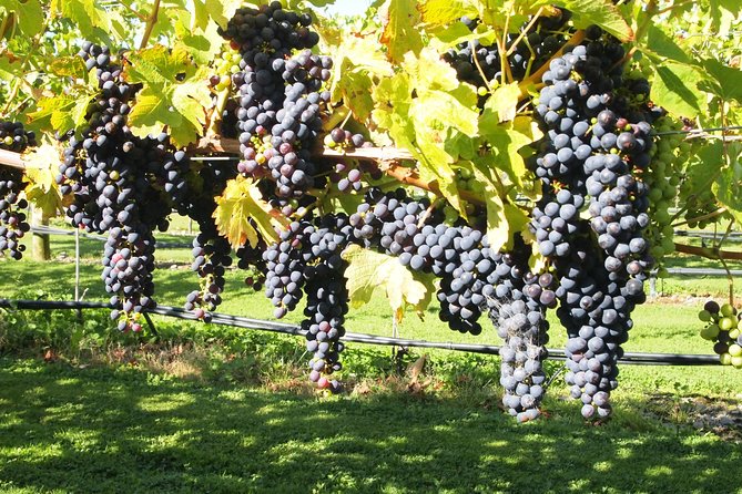 Solo Traveller Full Day Wine Gourmet and Scenic Delights Tour from Blenheim - Framingham Wines and the first glass