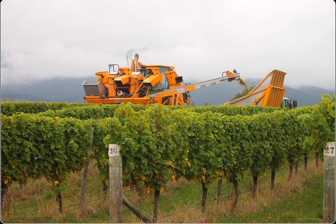 Solo Traveller Full Day Wine Gourmet and Scenic Delights Tour from Blenheim - Who should book this outing?