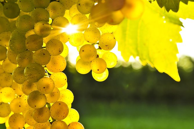 Solo Traveller Full Day Wine Gourmet and Scenic Delights Tour from Blenheim - Practical advice before you go