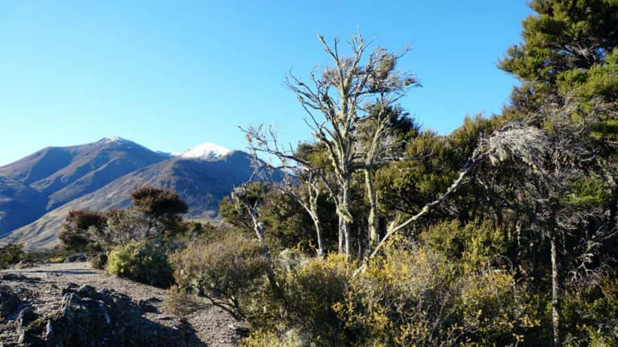 Stevensons Island 2-Hour Cruise and Nature Walk - Stevensons Island: a 10-minute climb with a big payoff