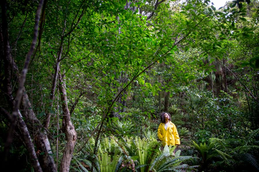 Stewart Island: Ulva Island Guided Wilderness Walk & Cruise - Which birds and plants might you see?