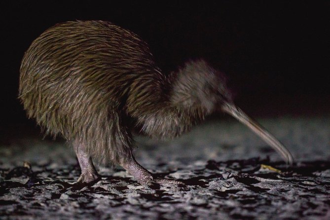 Stewart Island: Wild Kiwi Experiences - Starting from Oban, not Bluff