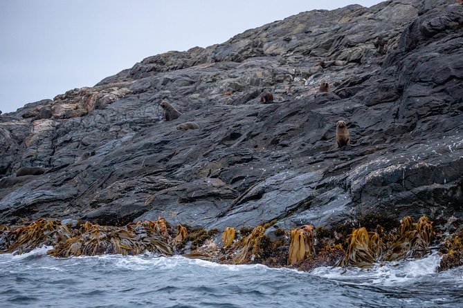 Stewart Island: Wild Kiwi Experiences - Little Glory Cove and the torchlit kiwi walk