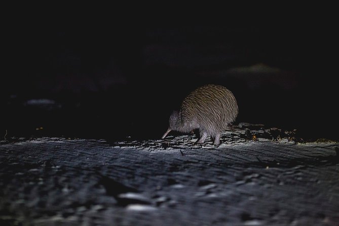 Stewart Island: Wild Kiwi Experiences - Guides who turn a search into a real experience