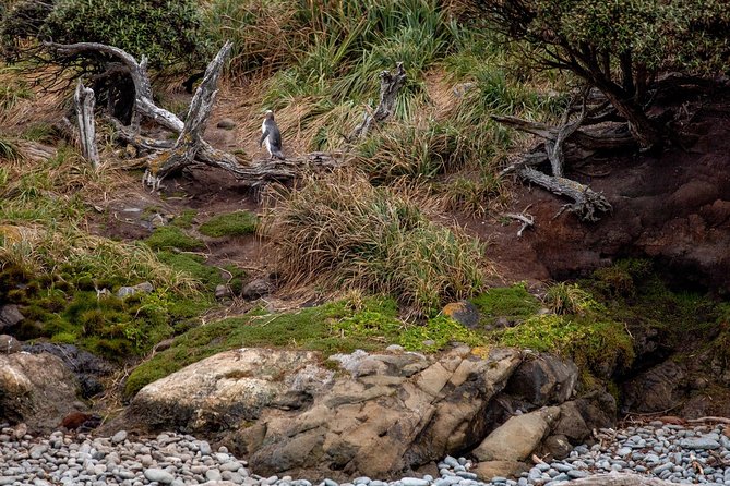 Stewart Island: Wild Kiwi Experiences - The whare, hot drinks, and southern stars