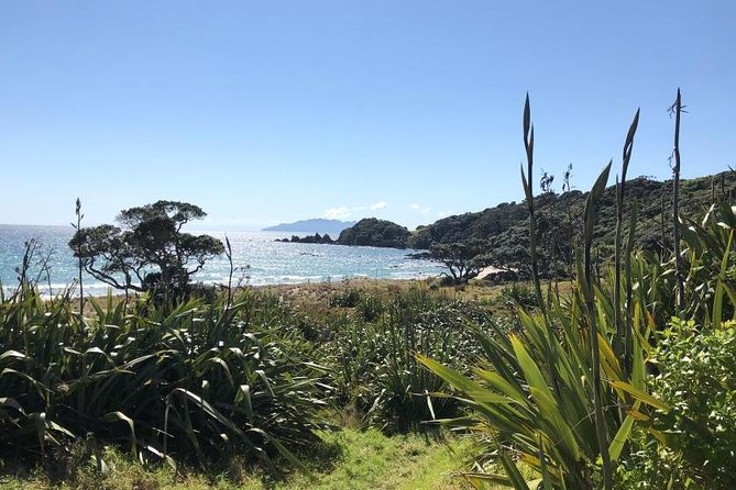 Stunning Auckland East Coast Walk & Wine Private Tour - Meeting the kauri trees at Parry Kauri Park