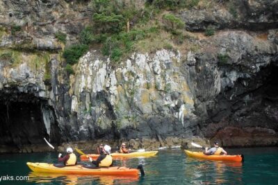 Sunrise wildlife sea kayaking in Akaroa marine reserve