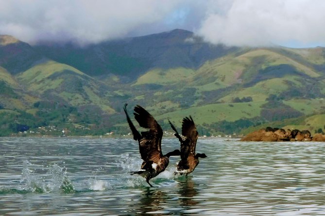Sunrise wildlife sea kayaking in Akaroa marine reserve - What the three-hour itinerary feels like
