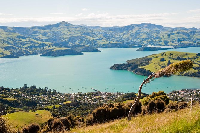 Sunrise wildlife sea kayaking in Akaroa marine reserve - Is $96.19 good value?
