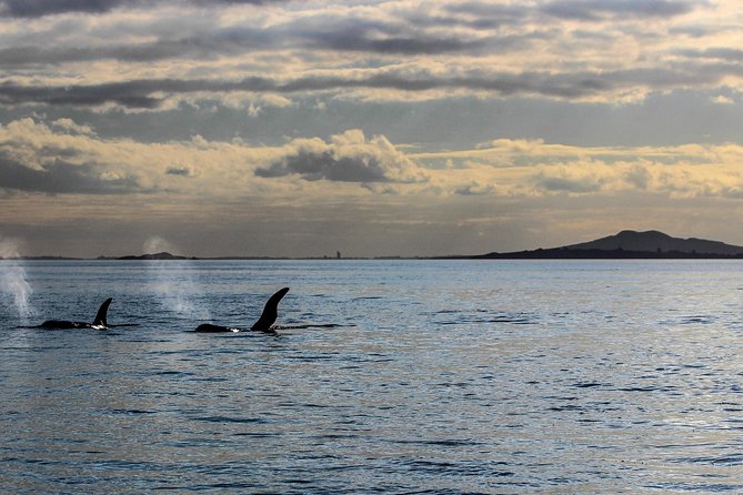 Sunset kayak tour to Rangitoto Island - Why this Auckland evening feels different