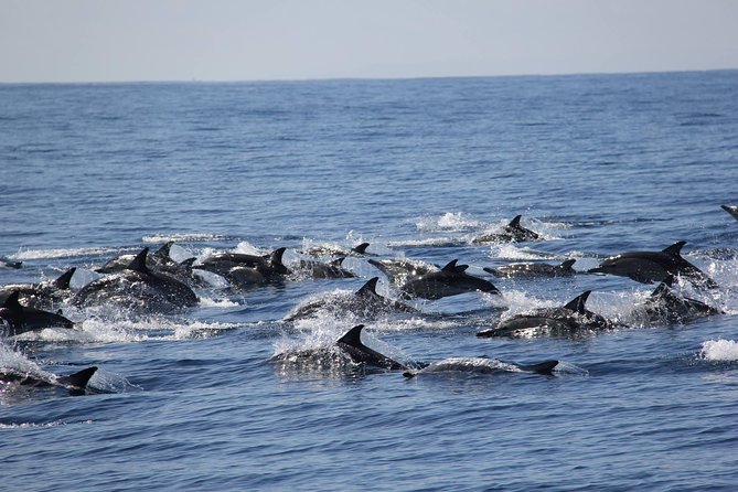 Swim With Wild Dolphins in Tauranga - Key points to know before you book