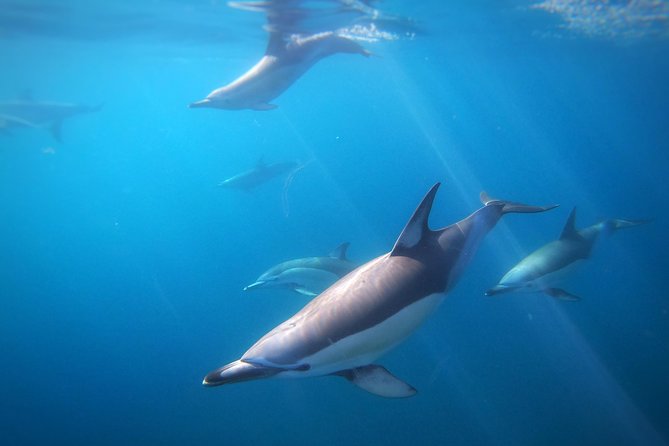 Swim With Wild Dolphins in Tauranga - Watching dolphins from the boat
