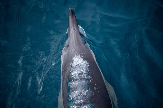 Swim With Wild Dolphins in Tauranga - Getting into the water with wild dolphins