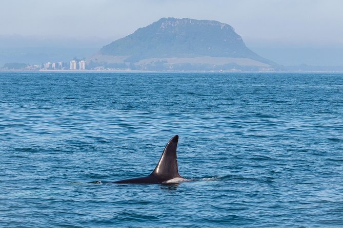 Swim With Wild Dolphins in Tauranga - Hot drinks, commentary, and the long ride home