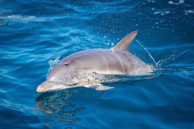 Swim With Wild Dolphins in Tauranga - What happens when dolphins do not appear