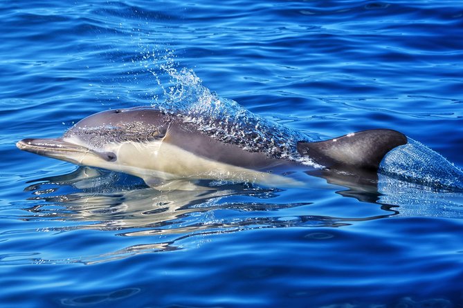 Swim With Wild Dolphins in Tauranga - Is $102.39 a fair price?