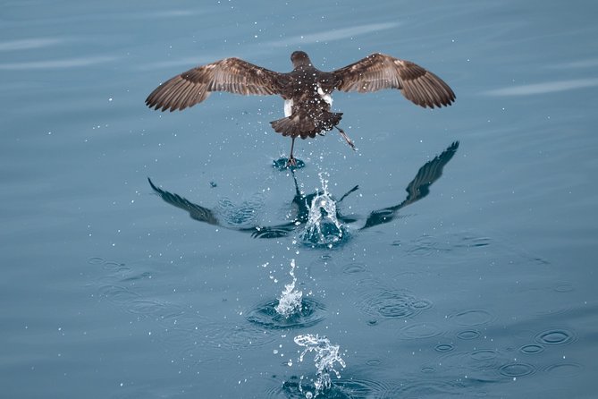 Swim With Wild Dolphins in Tauranga - Who will enjoy this Tauranga cruise most?