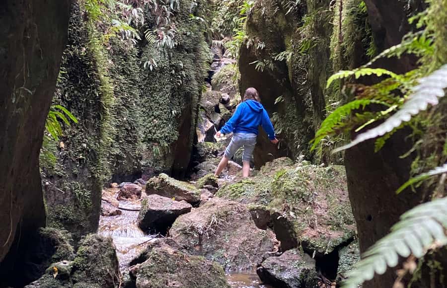 Taupo: Lake Taupo Western Bays Catamaran Tour with Bush Walk - Who will enjoy this Taupo boat tour?