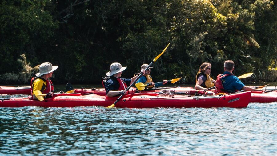 Tauranga: Daytime Scenic Lake McLaren Kayak Tour - Birdlife close enough to notice