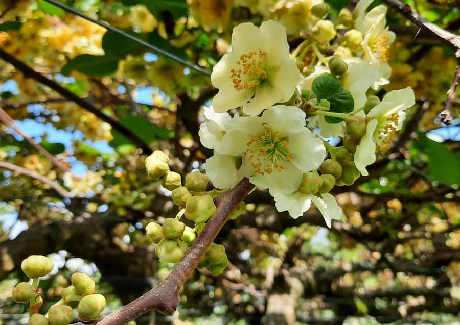 Tauranga: Kiwifruit Destination and Sights Shore Excursion - Who will enjoy this Tauranga excursion?