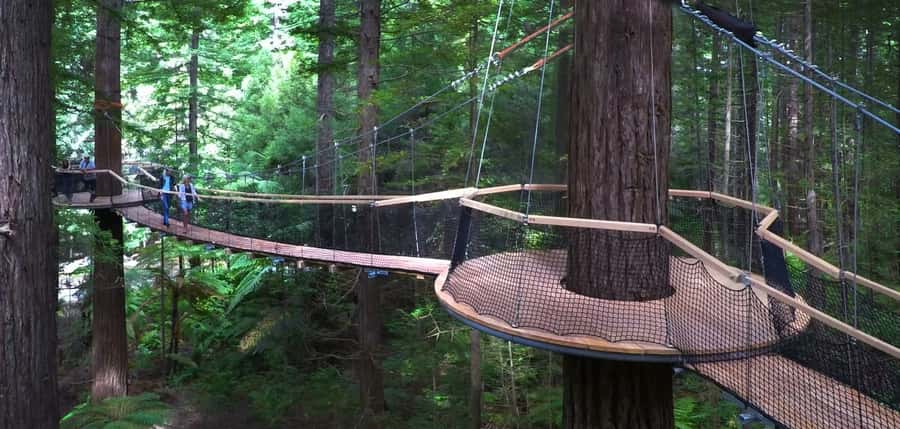 Tauranga: Rotorua Redwoods Tour & Maori Village Experience - Key points at a glance