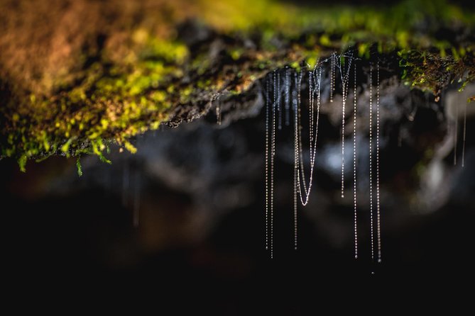 Te Anau Glow Worm Caves Tour - Walking beside the rushing underground river