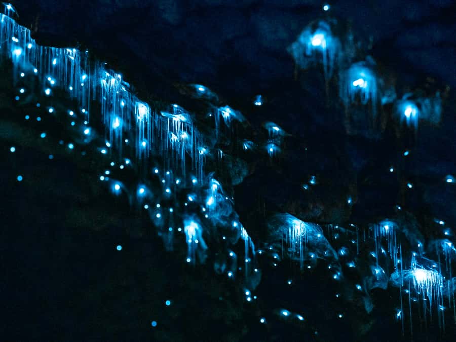 Te Anau: Glowworm Caves Guided Tour - Key points to know before booking