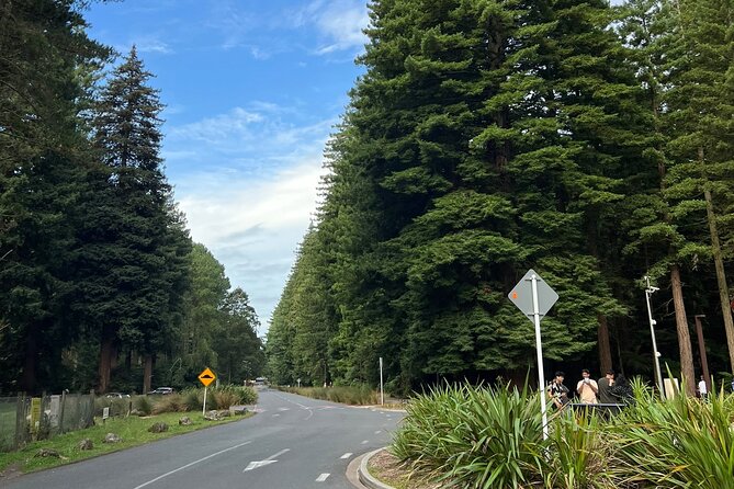 Te Puia And Redwood Park Day Trip Transport From Auckland - The 3:00 p.m. return to Auckland