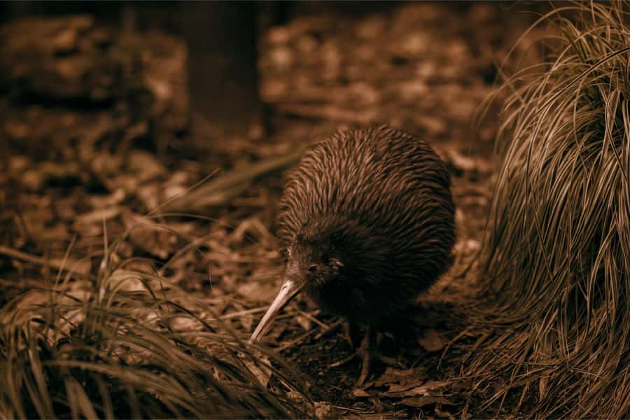 Te Puia: Te Rā Guided Day Tour - Why Te Puia works well in Rotorua