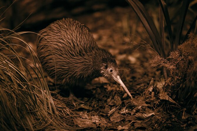 Te Puia: Te Rā Guided Experience - Why Te Puia makes sense in Rotorua