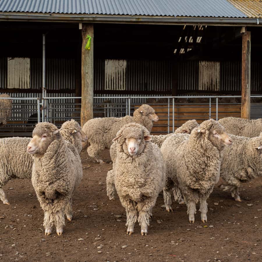Tekapo: Merino Sheep Shearing and Sheepdog Demonstration - Arriving at Mt Hay Station near Lake Tekapo