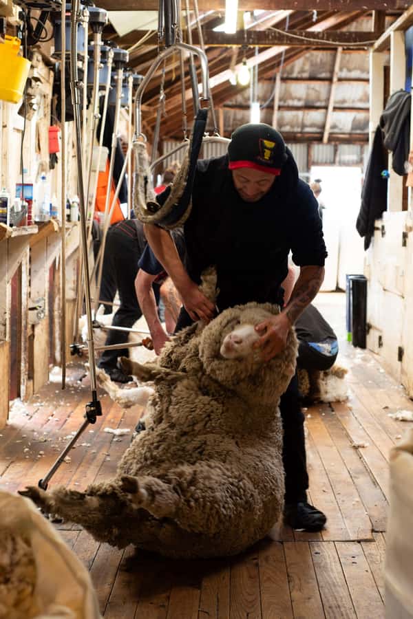 Tekapo: Merino Sheep Shearing and Sheepdog Demonstration - Watching a Merino fleece come off in one piece